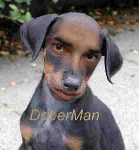 animal